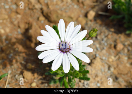 Dimorphotheca bianco Foto Stock