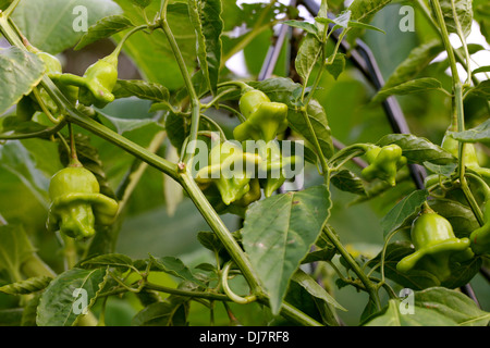 Peri-peri o il Vescovo della corona di peperoncino, Capsicum baccatum, solanacee. Foto Stock