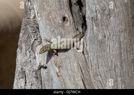 Lizard striscia fuori dell'albero cavo. il maltese lucertola muraiola (Malta). Foto Stock