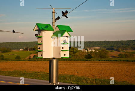 Purple Martins e birdhouses in una fattoria Amish nella contea di Lancaster, Pennsylvania, immagini Pa, Stati Uniti, USA, Stati Uniti, Fattoria Amish, uccelli primaverili, FS7,43 MB Foto Stock