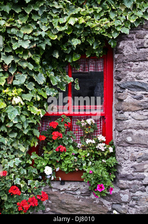 Primo piano giardino rosso della finestra della casa, scatola della finestra della molla del geranio rosso con Ivy su un muro di pietra, Irlanda, Europa, esposizione dei fiori, vaso giardino delle piante in vaso Foto Stock