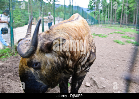 Takin,del Bhutan animale nazionale,incrocio tra una mucca e una capra,Motithang Takin riserva,Thimphu,Bhutan Foto Stock