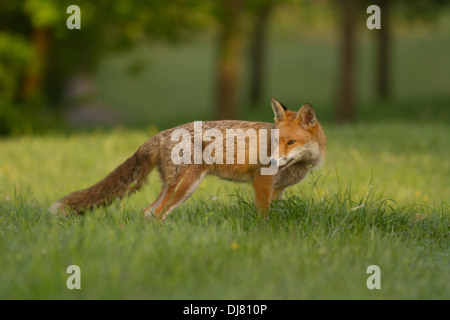 Urban Red Fox (vulpes vulpes vulpes). Glasgow. La Scozia. Regno Unito. Europa Foto Stock