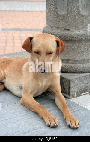 Un cane marrone che giace accanto a un post di pietra in un parco in Cotacachi, Ecuador Foto Stock