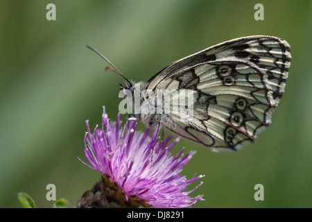 In marmo bianco (Melanargia galathea) alimentazione su fiordaliso Foto Stock