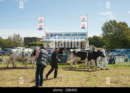 A giudicare le vacche in mostra Foto Stock