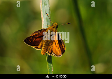 Un adulto grande skipper butterfly (Ochlodes sylvanus) arroccato su una lama per erba a Ivinghoe Beacon, Buckinghamshire. Giugno. Foto Stock