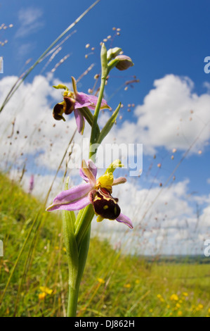 Un fiore spike di bee orchid (Ophrys apifera) cresce in mezzo vacilla erba (Briza media) sul pendio di una collina a Ivinghoe Beacon Foto Stock