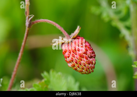 Un frutto della wild fragola (Fragaria vesca) crescente presso il College Lago riserva naturale, Buckinghamshire. giugno. Foto Stock