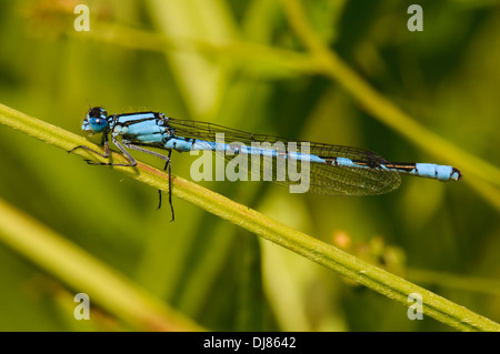 Un maschio adulto comune damselfly blu (Enallagma cyathigerum) appollaiato sulla vegetazione al College Lago riserva naturale Foto Stock