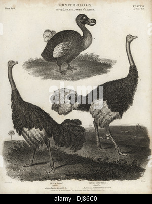 Dodo, Raphus cucullatus, estinto flightless bird e maschio e femmina, struzzo Struthio camelus. Foto Stock