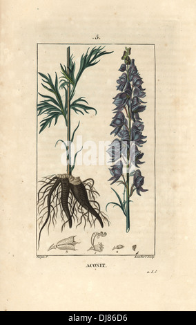 Monkshood, Aconitum napellus. Foto Stock