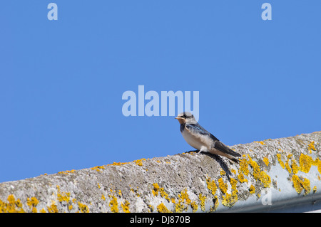 Una nuova operatività barn swallow (Hirundo rustica) appollaiato su un lichen incrostato fienile a tetto Elmley Riserva Naturale Nazionale Foto Stock
