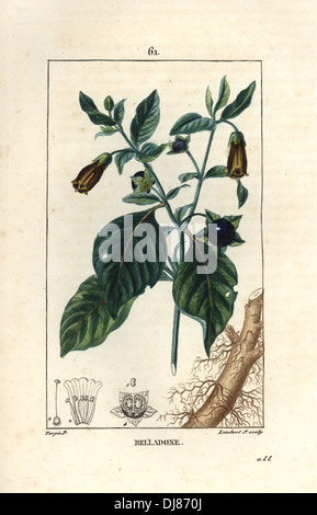 La mortale Nightshade, atropa belladonna. Foto Stock