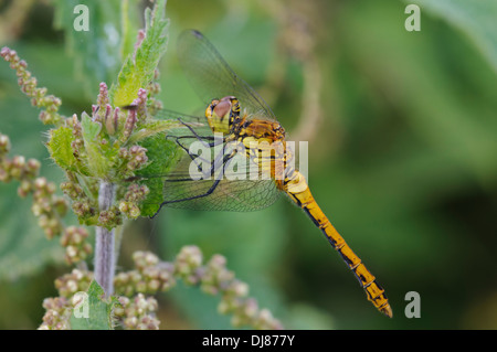 Una femmina di ruddy darter dragonfly (Sympetrum sanguineum) appollaiato su un ortica a Elmley Riserva Naturale Nazionale Foto Stock