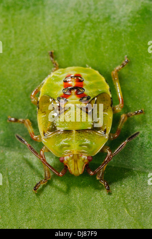 La quinta e ultima ninfa instar di una betulla shieldbug (Elasmostethus interstinctus) camminare su una foglia in un giardino. Foto Stock