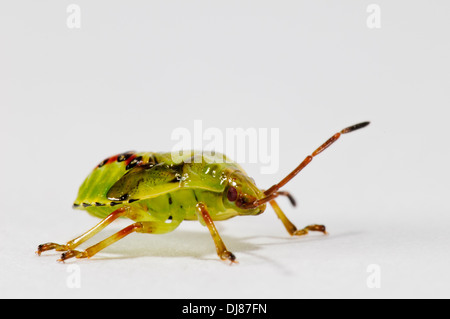 La quinta e ultima ninfa instar di una betulla shieldbug (Elasmostethus interstinctus). Un ritratto in studio shot contro un bianco indietro Foto Stock