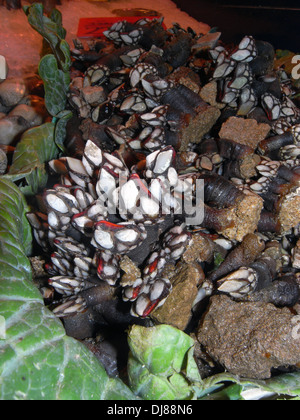 Goose cirripedi o percebes, una prelibatezza dalla Galizia, il mercato della Boqueria, Barcellona, Spagna Foto Stock