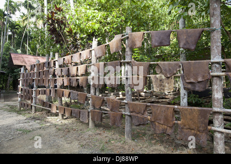 Gomma processo rendendo, isola delle Andamane, India Foto Stock