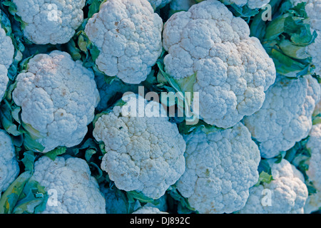 Il cavolfiore, Brassica oleracea var. botrytis, al mercato, Miao, Arunachal Pradesh, India Foto Stock