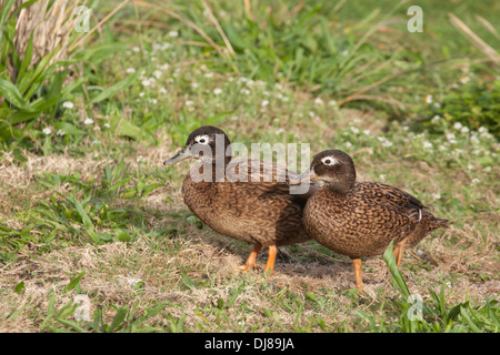 Due anatre Laysan, maschio (a sinistra) e femmina, specie a rischio critico. ANAS laysanensis Foto Stock