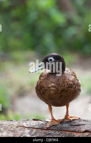 Laysan Duck drake (Anas laysanensis). Foto Stock