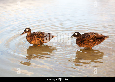 Coppia di anatre Laysan che guadi in acqua di stagno sull'Atollo di Midway. ANAS laysanensis. Specie criticamente minacciata Foto Stock