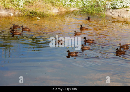 Le anatre Laysan in pericolo critico nuotano in un laghetto sull'atollo Midway. ANAS laysanensis. Foto Stock