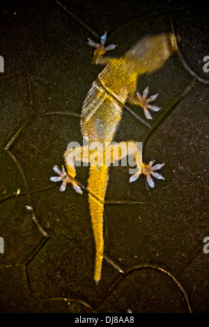 Casa Gecko, Hemidactylus frenatus Foto Stock