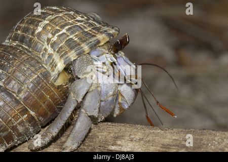 Paguri sono abbondanti lungo la costa delle isole Andamane, India Foto Stock