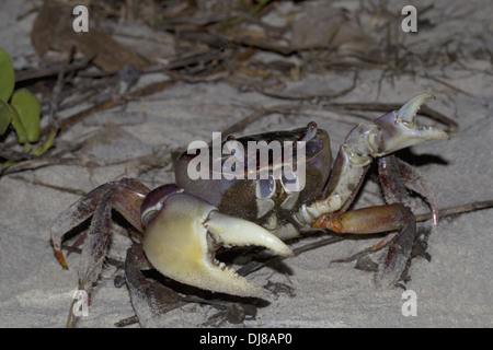 Più grande specie di granchi visto delle isole Andamane, India Foto Stock