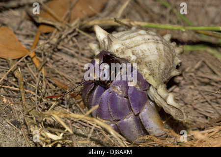 Paguri sono abbondanti lungo la costa delle isole Andamane, India Foto Stock