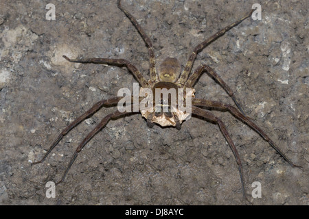 HUNTSMAN SPIDER Sparassidae (ex Heteropodidae) Isole Andamane, India Foto Stock