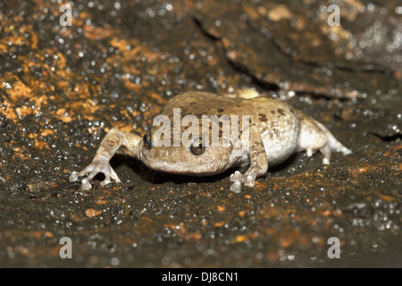 Bocca Stretta rana. Ramanella sp., India Foto Stock