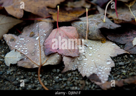 Berlino, Germania. Xiii Nov, 2013. Gocce di rugiada giacciono su foglie di autunno che cadde a terra a Berlino, Germania, 13 novembre 2013. Foto: Maurizio Gambarini/dpa/Alamy Live News Foto Stock