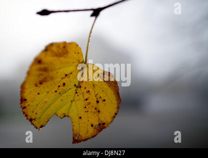 Essen, Germania. Xiii Nov, 2013. Un limetere lasciare in autunno colori si blocca nella nebbia autunnale nel Parco della Villa Huegel a Essen, Germania, 13 novembre 2013. Foto: Federico Gambarini/dpa/Alamy Live News Foto Stock