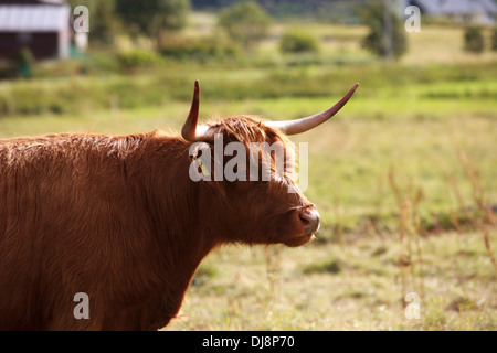 Highland mucca, Isole Lofoten, Nordland, Norvegia, Scandinavia, Europa Foto Stock