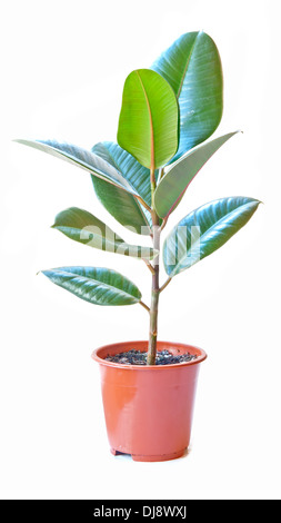 Impianto di gomma (ficus), isolata su bianco Foto Stock