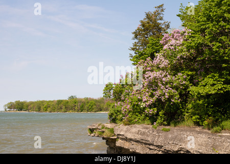 Lillà e altri cespugli crescono su di un promontorio roccioso sulla isola di Kelleys guardando oltre il Lago Erie. Foto Stock