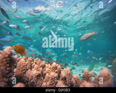 Coralli e pesci a Mackay e Undine barriere coralline, off Cape Tribulation, Great Barrier Reef Marine Park, Queensland, Australia Foto Stock