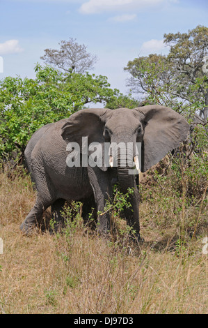 Maschio di elefante africano (Loxodonta africana Africana) Serengeti National Park, Tanzania Africa orientale Foto Stock