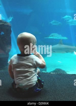 Baby caucasica ammirare pesci di acquario Foto Stock