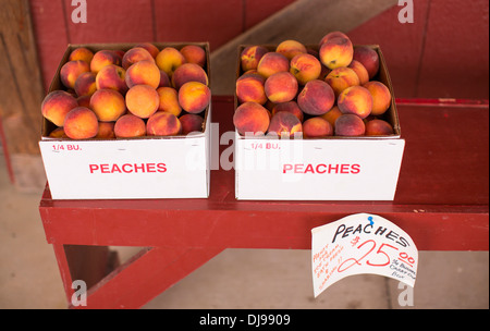 Due scatole o punnets o pesche in vendita in una fattoria store shop fuori Galveston, Texas, Stati Uniti. Foto Stock