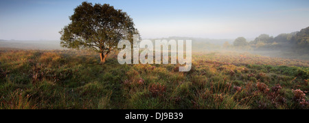 Misty alba; Bratley pianura, New Forest National Park; Hampshire County; Inghilterra; Gran Bretagna, Regno Unito Foto Stock