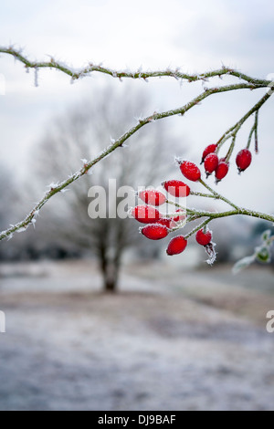 Un mazzetto di frutti di bosco su una rosa selvatica (noto anche come una rosa canina) coperto di mattina presto trasformata per forte gradiente frost. Foto Stock