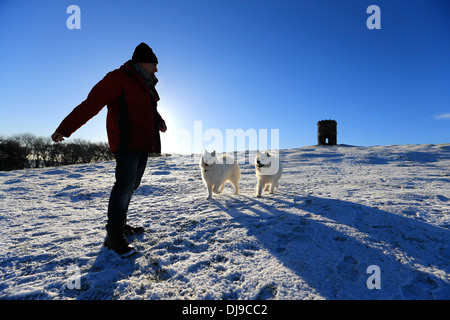 Buxton, Derbyshire, Regno Unito. Samoid cani nella neve a Salomone tempio, nota anche come Torre Grinlow. Foto Stock