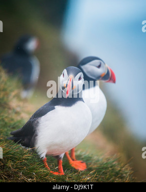 Unità organizzativa Foto Stock