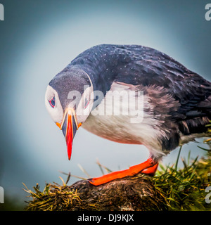 Unità organizzativa Foto Stock