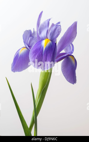 Iris fiore con gambo e foglie in close-up contro sfondo semplice. Foto Stock