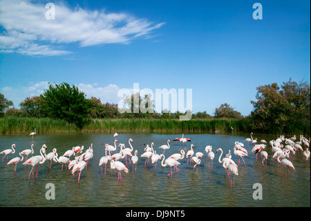 Fenicotteri maggiore,Phoenicopterus roseus,Parco degli Uccelli di Pont de Gau, Camargue, Francia Foto Stock